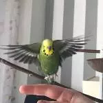 Welli beim fliegen