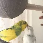 Eli und Babsie füttern sich