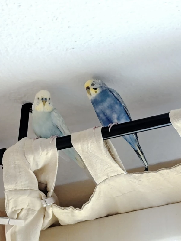 Wellensittich-Bild: Kleine Annäherungen von Wilma und Eric. 