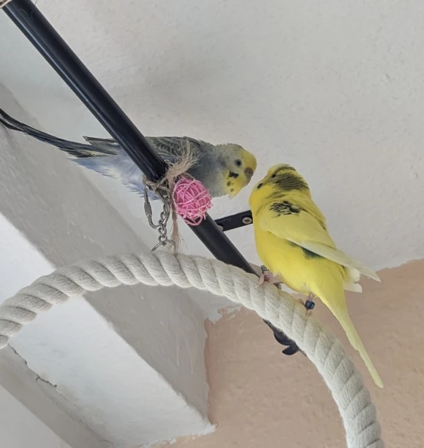 Wellensittich-Bild: Annäherung und erste intensive Beschnupperung von Polly und Oskar.