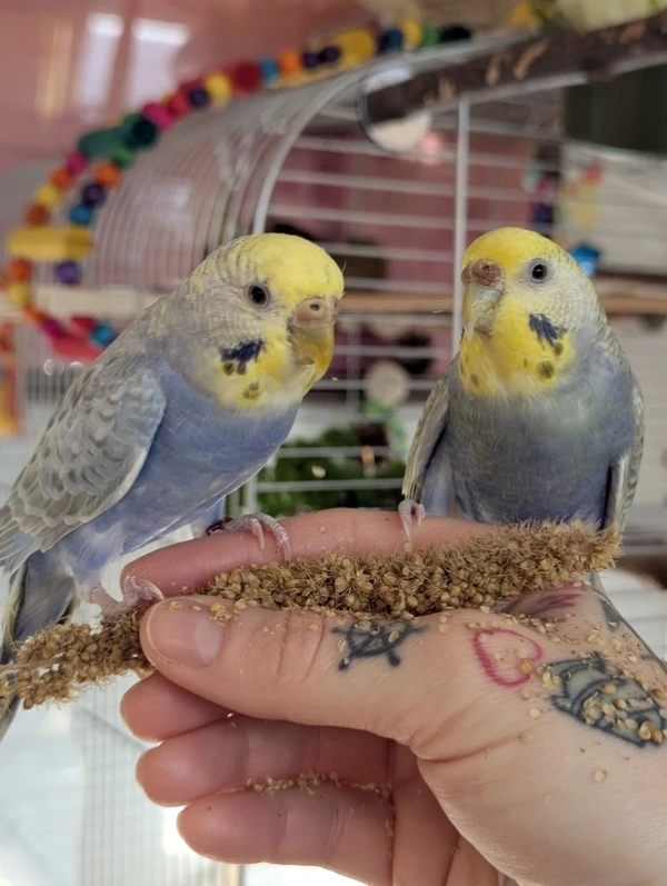 Wellensittich-Bild: Wilma und Polly beim gemeinsamen Hirse knuspern.