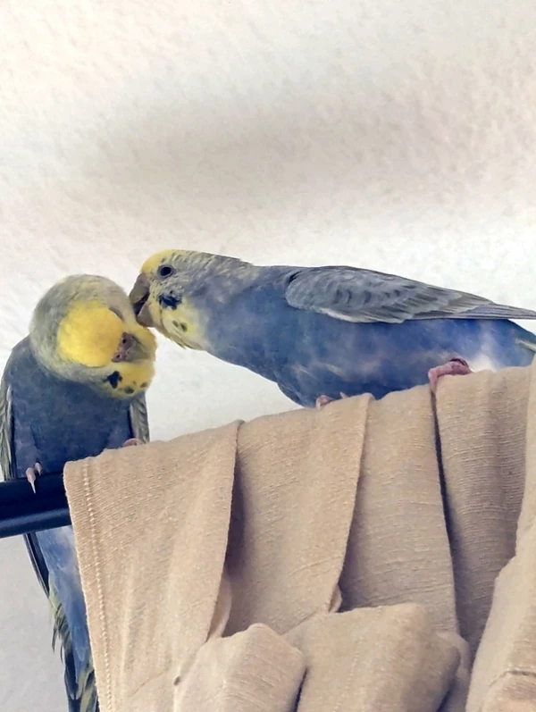 Wellensittich-Bild: Zwischen Polly und Wilma gibt es auch viele Momente der gemeinsame Nähe.