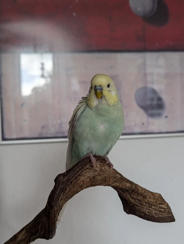 Wellensittich-Bild: Der kleine Freche mit seinen kleinen Federbart.