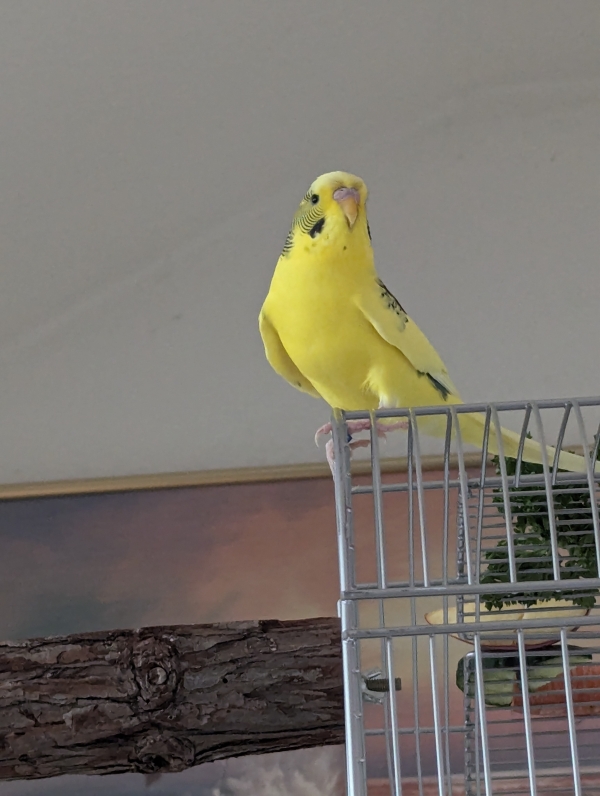Oskar
