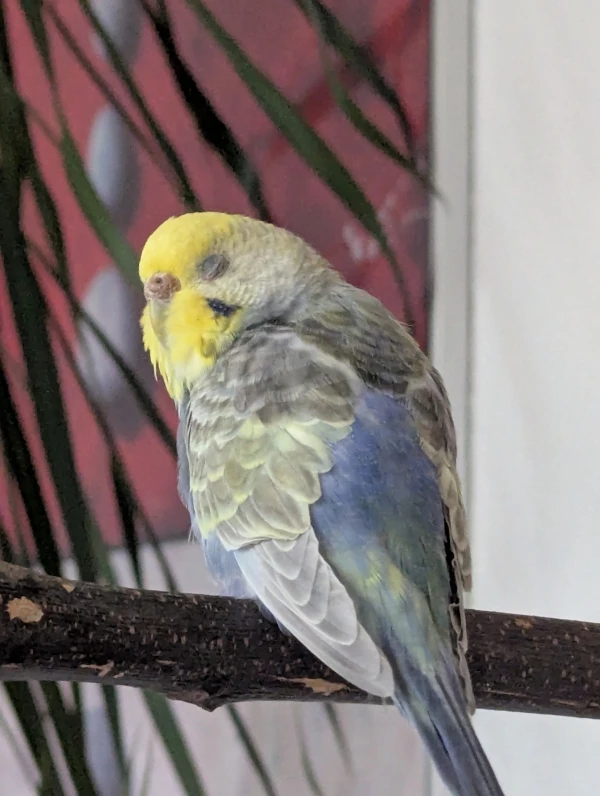 Wellensittich-Bild: Beim dösen am Nachmittag zeigt Polly gerne ihren Federbart.