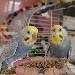 Wilma und Polly