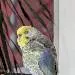 Polly