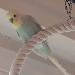 Eric_Bird
