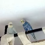 Eric und Wilma