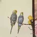 Polly + Wilma