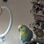 Der kleine Luk