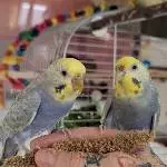 Wilma und Polly