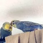 Polly wird von Wilma gekrault