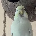 Freddie