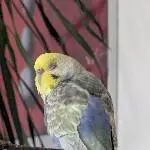 Wellidame Polly