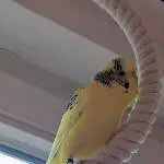  Oskar_1
