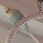 Eric_Bird