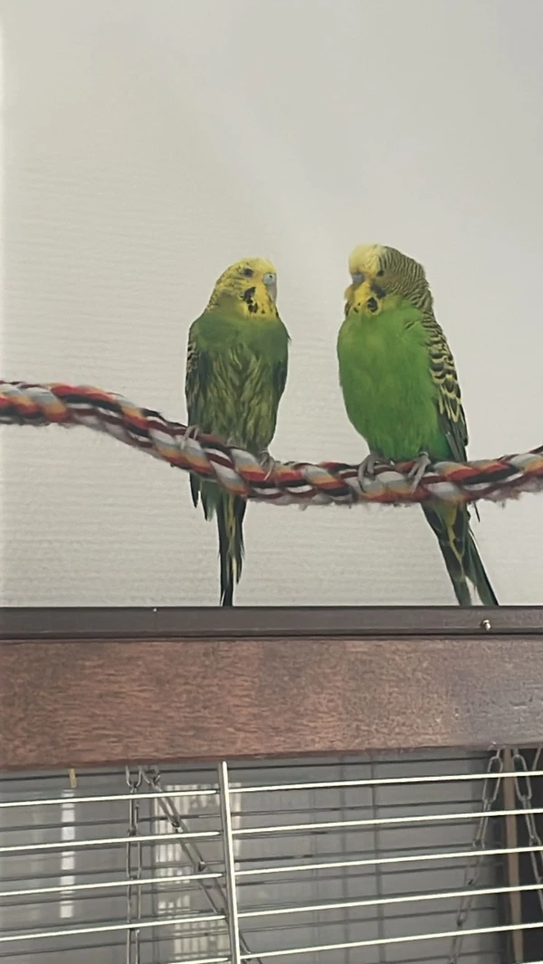 Wellensittich-Bild: Auri und Olaf entspannen sich gerne nach einem ausgiebigem Bad auf ihrem Lieblingsplatz.