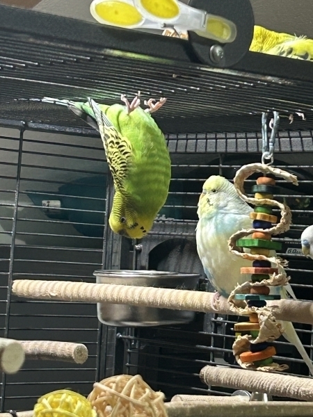 Fledermaus Ruby