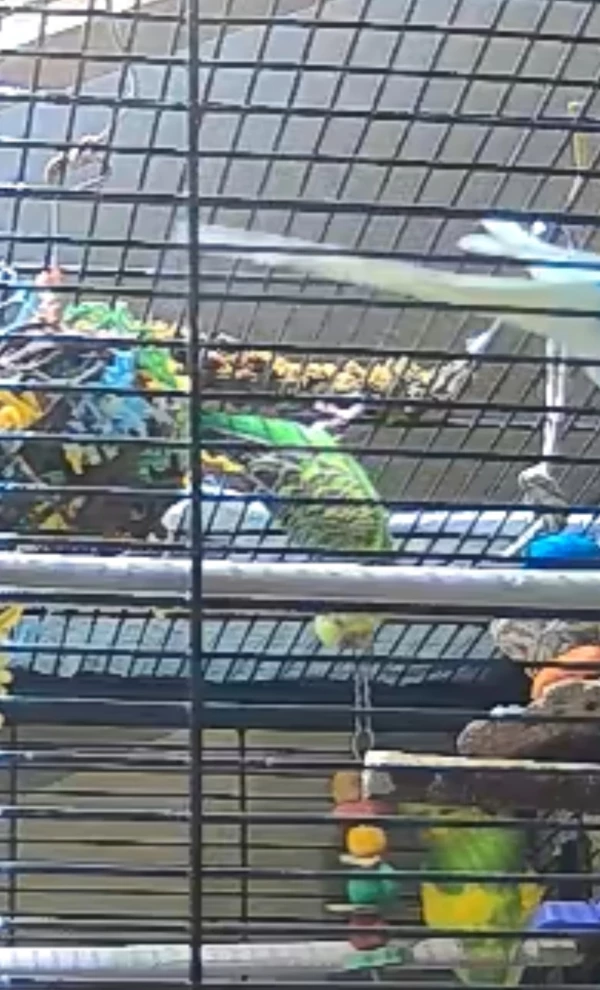 Wellensittich-Bild: Ruby ist unsere Fledermaus und hängt gern mal kopfüber vom Käfigdach :)