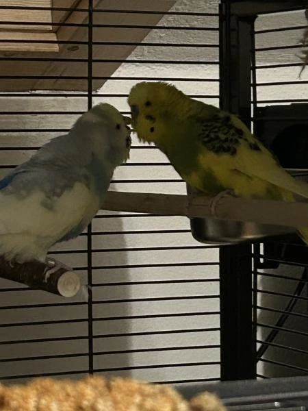 Wellensittich-Bild: Das war fünf Minuten nachdem Blue bei Spatz und Kiki eingezogen ist. Liebe auf den ersten Blick!