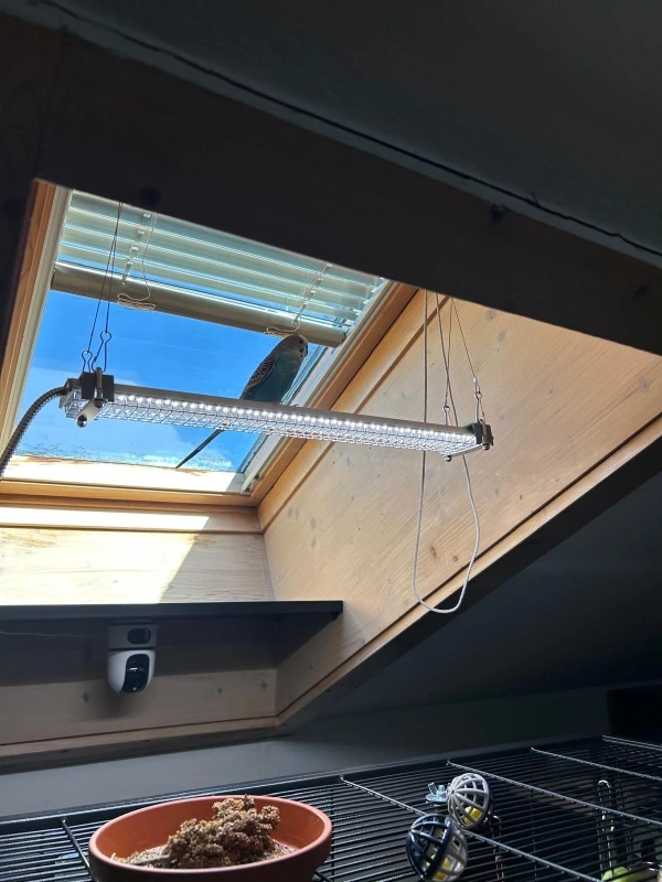 Wellensittich-Bild: Helle Aufregung im Vogelbüro! Loki war auf keiner Kamera mehr zu sehen und war auch nicht zu hören. Der Mann fährt von der Arbeit heim und findet den kleinen Mann so vor. 