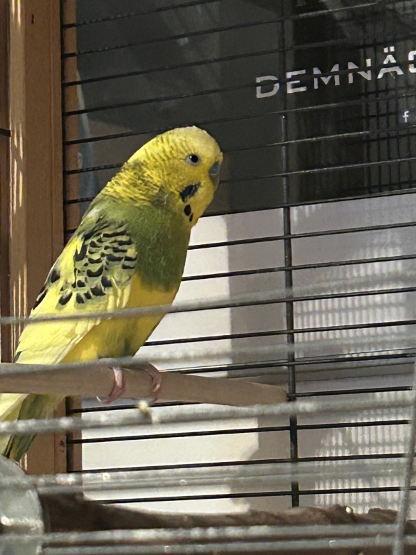 Spatz
