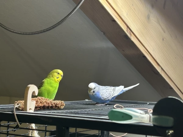 Wellensittich-Bild: Meine beiden Mädels. Hoffentlich werden sie noch Freundinnen, wenn schon die Jungs nur Augen für sich haben…