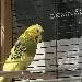 Spatz