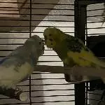 Blue und Spatz