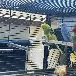 Kiki und Spatz