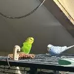 Ruby und Kiki