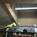 Ausflug zu viert auf dem Käfig