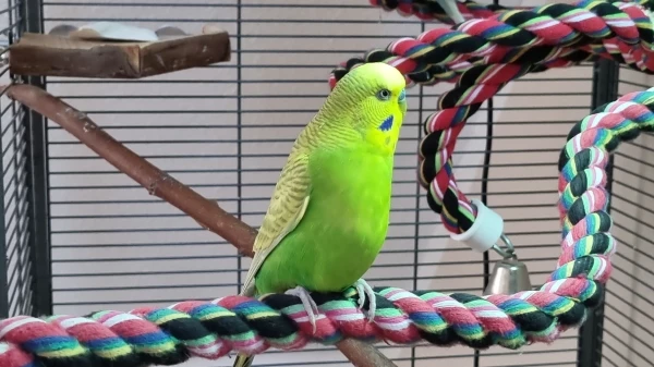 Wellensittich-Bild: Der Dicke unter der Bird-Lamp.