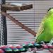 Der Dicke