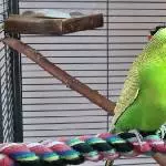 Der Dicke
