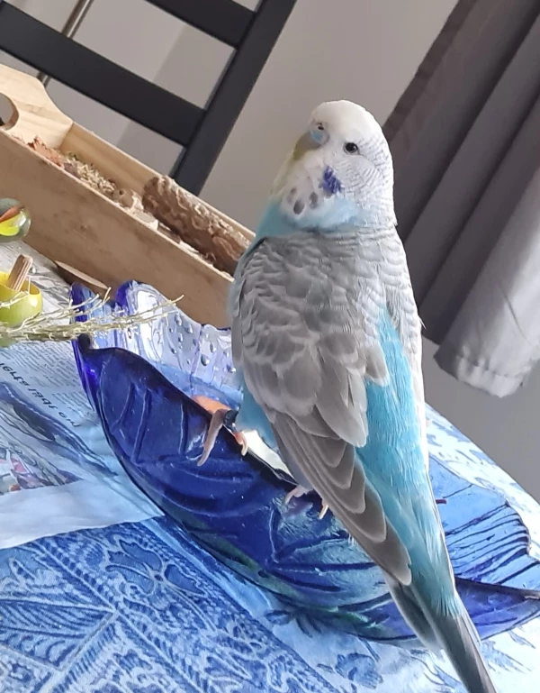 Wellensittich-Bild: Nelly an der Wasserschale. Nebst Wühlbox.