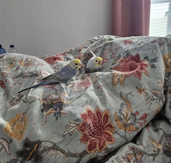 Wellensittich-Bild: Früh morgens zwei kleine Besucher im Bett.