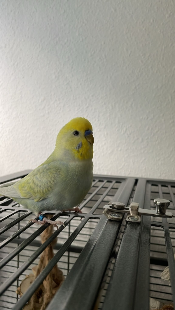 Coco