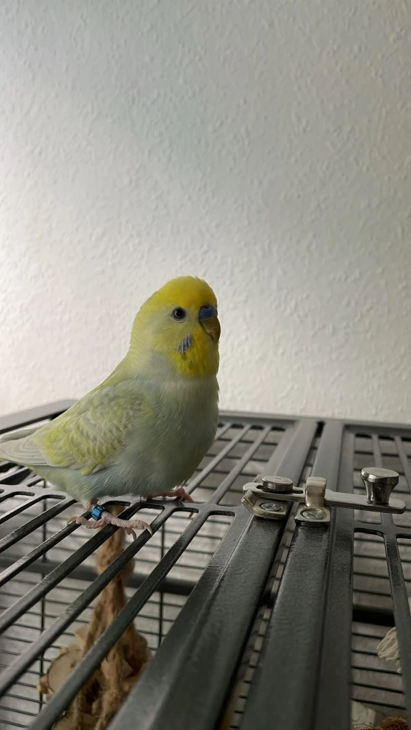 Wellensittich-Bild: Coco präsentiert sich stolz auf seinem Käfig.