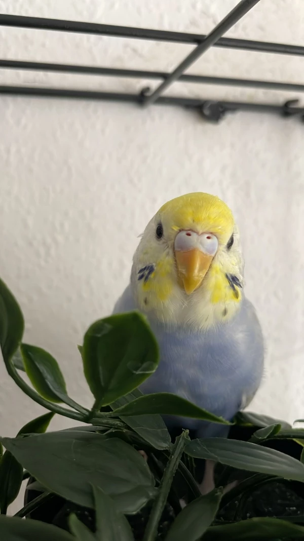 Wellensittich-Bild: Kiki an ihrem Lieblingsplatz. 