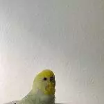 Coco präsentiert sich 