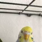 Kiki Vorstellung 