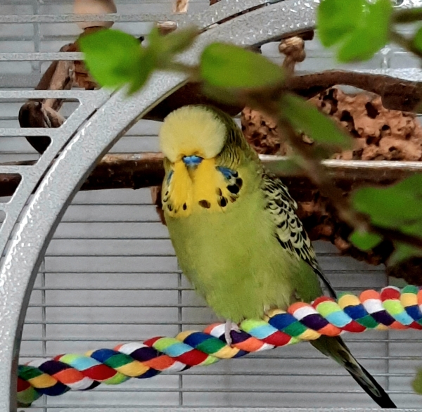 Strolchi