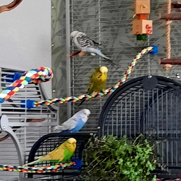 Wellensittich-Bild: Ihr täglicher Kurzausflug.. wie Standardsittiche nun mal sind.. muss der rote Teppich ausgerollt werden :))