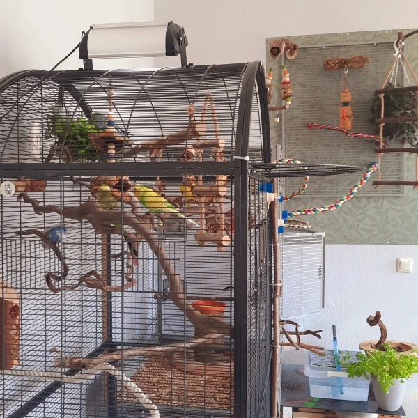 Wellensittich-Bild: Eine kleine Oase.. das was in meinem Wohnzimmer machbar war.