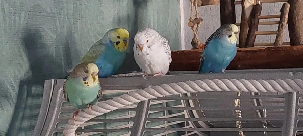 Wellensittich-Bild: Da wir ja zwei Männchen haben mussten wir noch zwei Weibchen dazu holen Sky, Strolchi, Sammy und Susi. 