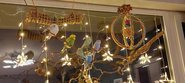 Wellensittich-Bild: Unsere 6 Wellis haben Spaß beim Freiflug und lieben die weihnachtliche Stimmung. 