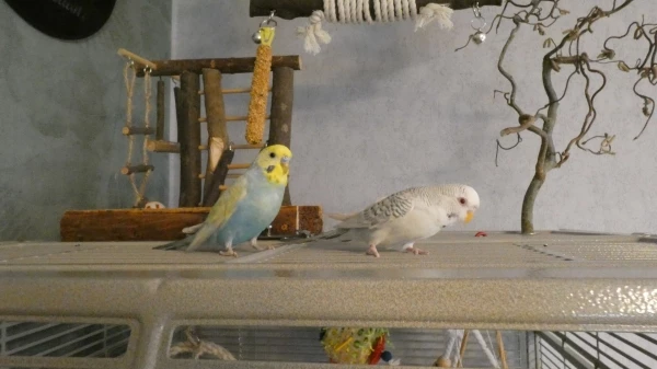 Wellensittich-Bild: Aus Susi und Strolchi werden Sammy und Strolchi.