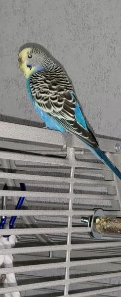 Wellensittich-Bild: Susi unser neues Weibchen hat sich sehr gut eingelebt und fühlt sich wohl
